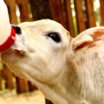 white calf drink milk from nipple bollte