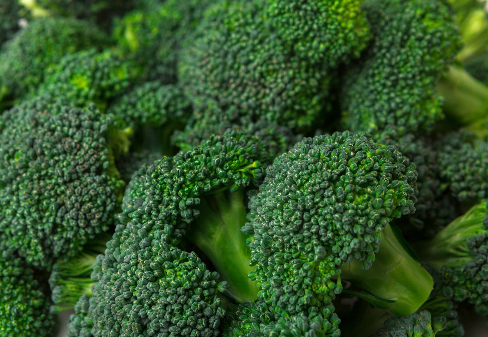Fresh broccoli texture background, closeup