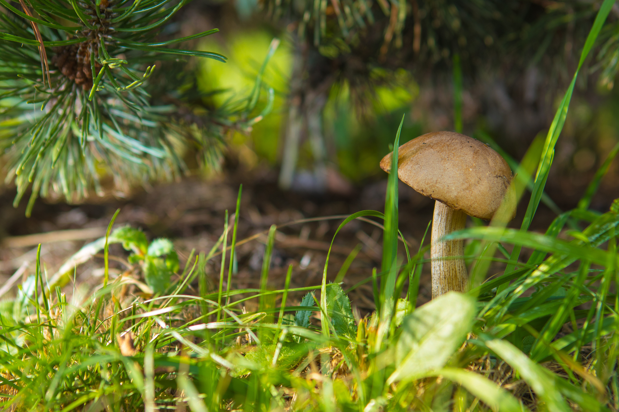 Forest mushroom in green grass