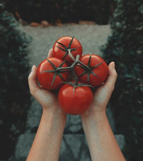 Foods - red tomatoes