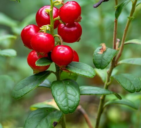 Superfoods - Free stock photo of berry antioxidants, berry harvesting, berry nutrition