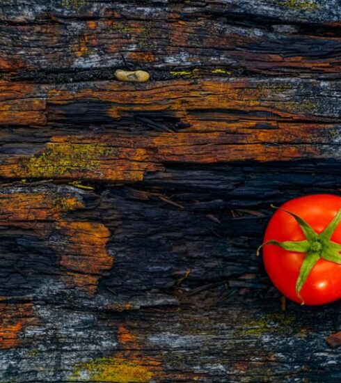 Foods - red tomato on brown log