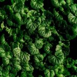 Diet - a close up of a bunch of green leaves