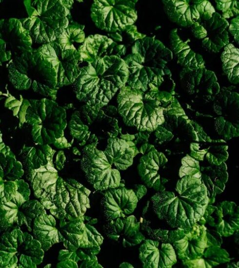 Diet - a close up of a bunch of green leaves