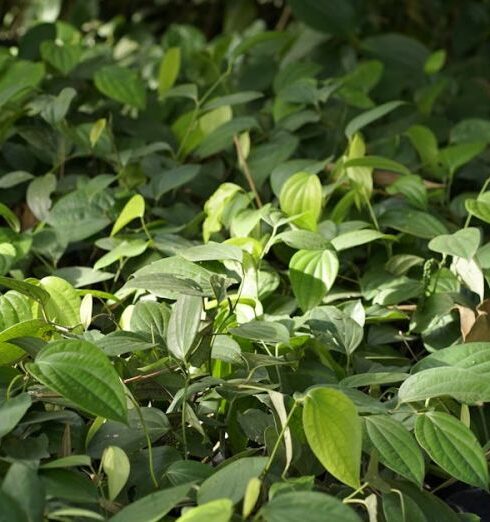 Healthy Eating - Black pepper green plant farm