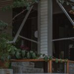 Jackets - A cat sitting on a balcony with a plant in front of it