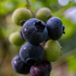 Healthy Eating - Blueberries on a tree branch in the garden