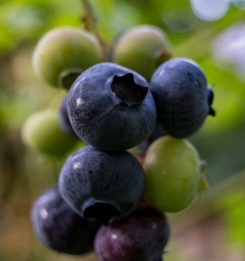 Healthy Eating - Blueberries on a tree branch in the garden