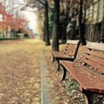 Silence - Brown Wooden Bench With Brown Dried Leaves