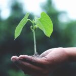 Growth - Person Holding A Green Plant