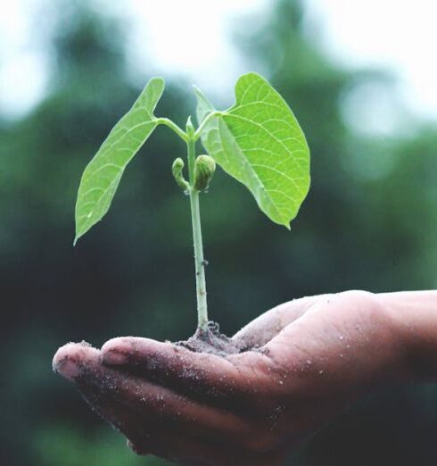 Growth - Person Holding A Green Plant