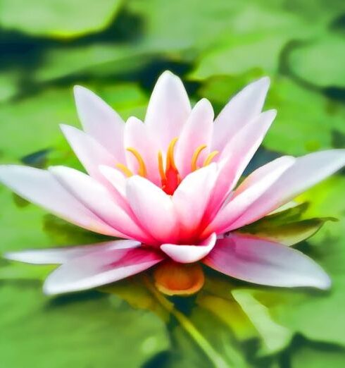 Meditation - Close-up Photography of Pink Lotus