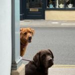 Patience - Two Dogs Sitting behind the Corner on a Sidewalk in a City