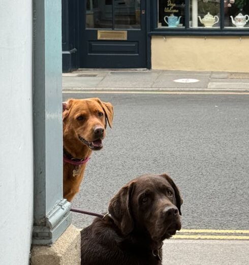 Patience - Two Dogs Sitting behind the Corner on a Sidewalk in a City