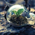 Environment - Clear Light Bulb Planter on Gray Rock