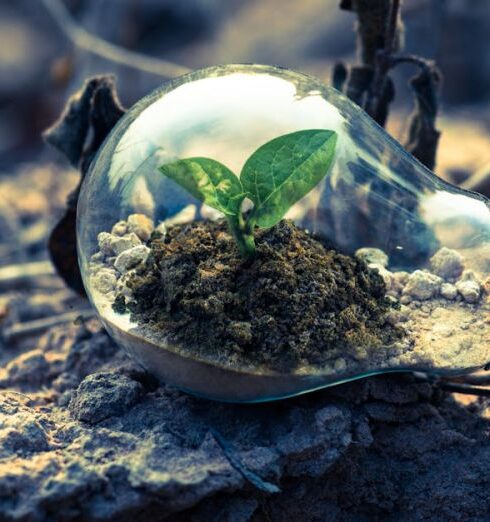 Environment - Clear Light Bulb Planter on Gray Rock