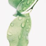 Hydration - Photography of Wet Green Leaves