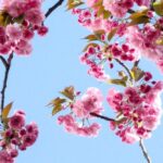 Nature - Low Angle View of Pink Flowers Against Blue Sky