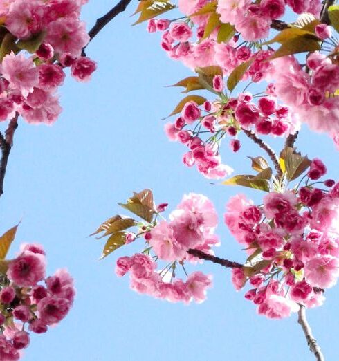 Nature - Low Angle View of Pink Flowers Against Blue Sky