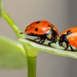 Insects - 2 Lady Bug on Green Leaf