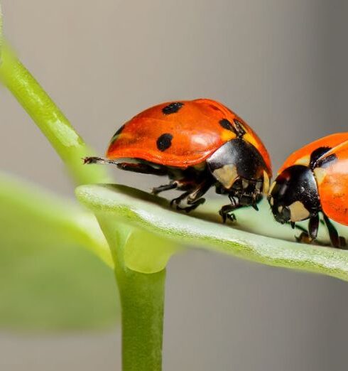 Insects - 2 Lady Bug on Green Leaf