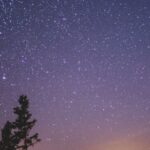 Stargazing - Silhouette of Spruce Trees Under Starry Night