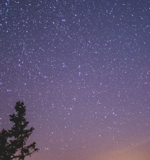 Stargazing - Silhouette of Spruce Trees Under Starry Night