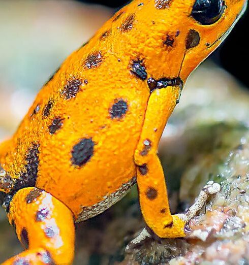 Spots - Orange and Black Frog