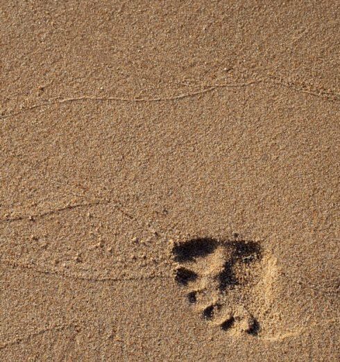 Footprint - Footprint on Sand