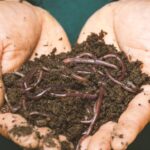 Compost - Earthworms on a Persons Hand