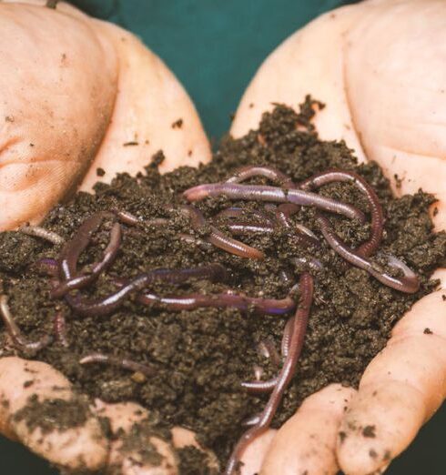 Compost - Earthworms on a Persons Hand