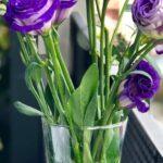 Nature - Close-Up Photography Flowers in a Vase