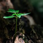 Life - Selective Focus Photo of Green Plant Seedling on Tree Trunk