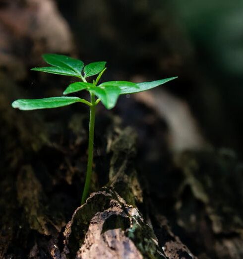 Life - Selective Focus Photo of Green Plant Seedling on Tree Trunk