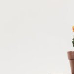 Minimalism - Green Cactus Plant on Pot