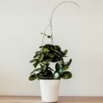 Minimalism - Green Plant With White Ceramic Pot