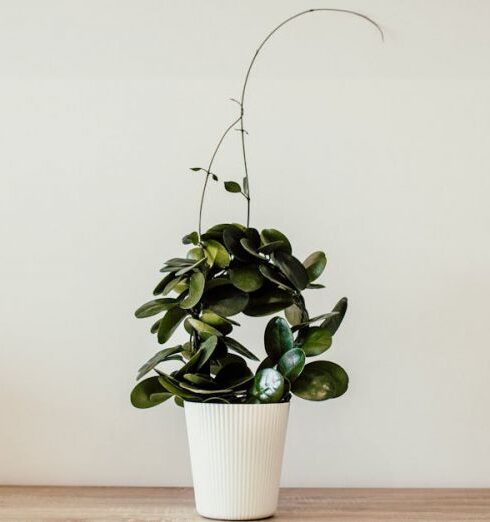 Minimalism - Green Plant With White Ceramic Pot