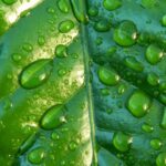 Clarity - Close-up Photography of Leaf With Water Drops