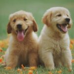 Puppy - Two Yellow Labrador Retriever Puppies