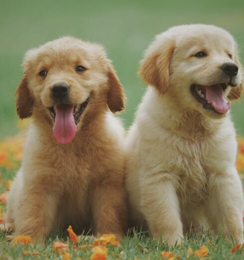 Puppy - Two Yellow Labrador Retriever Puppies