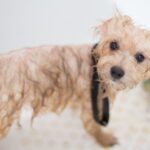 Grooming - Cream Toy Poodle Puppy in Bathtub