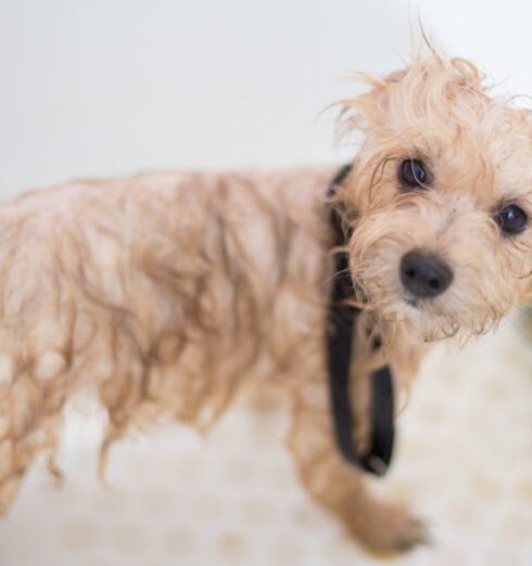 Grooming - Cream Toy Poodle Puppy in Bathtub