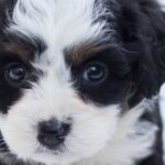 Puppy - Black and White Maltese Puppy