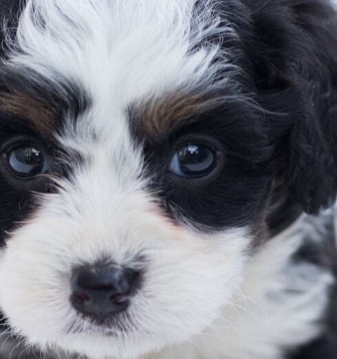 Puppy - Black and White Maltese Puppy