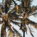 Destinations - Two Palm Trees Near Canopy