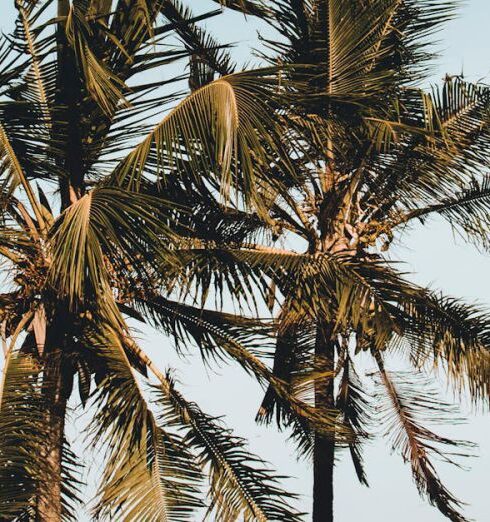 Destinations - Two Palm Trees Near Canopy