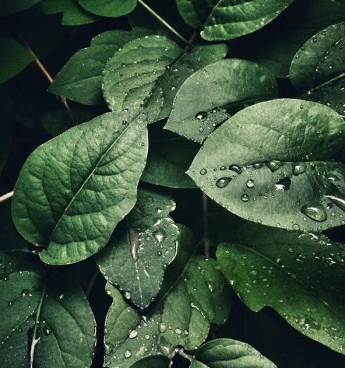 Plants - Close-Up Photography of Leaves With Droplets