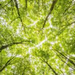 Environment - Worms Eyeview of Green Trees