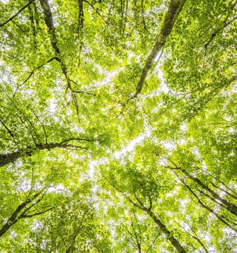 Environment - Worms Eyeview of Green Trees