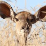 Ears - Deer Behind Grass